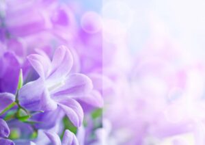 Baileys Print Co Background Card Image Purple Flowers